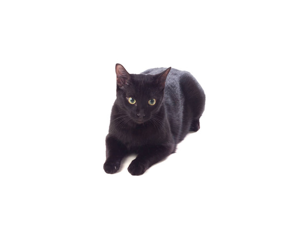 Black domestic cat with yellow eyes - Φωτογραφία, εικόνα