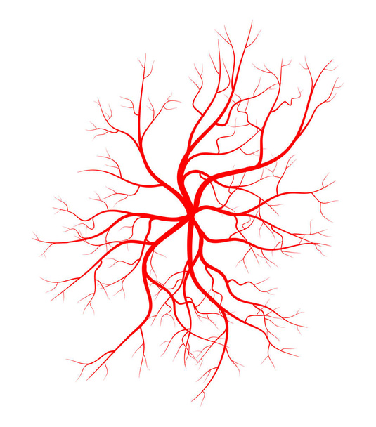 Human vein, vessel vector symbol icon design.  - Vector, Image