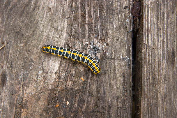 Beautiful black and yellow caterpillar on vintage wooden backgro - Photo, Image