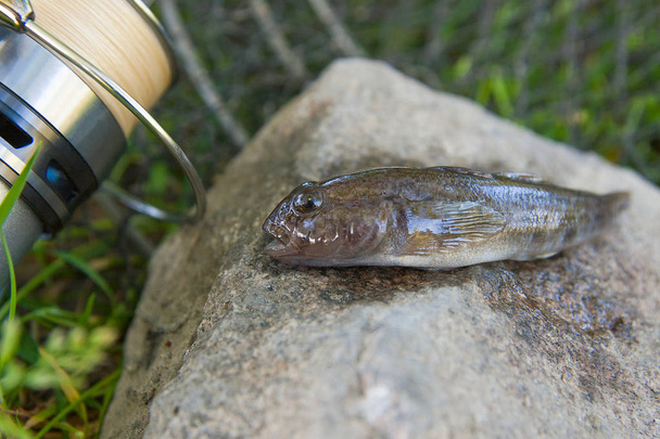 Close-up van zoetwater bullhead vis of ronde goby vis jus - Foto, afbeelding