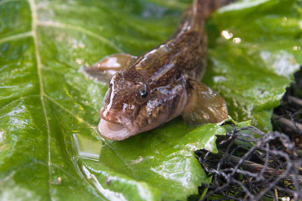 Close up view of freshwater bullhead fish or round goby fish jus - Photo, Image