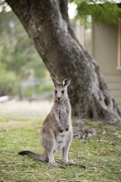 Дикі кенгуру портрет
 - Фото, зображення