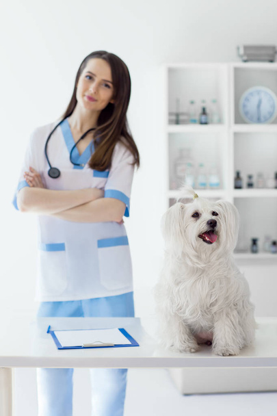 smiling veterinarian doctor and cute dog  - Foto, afbeelding