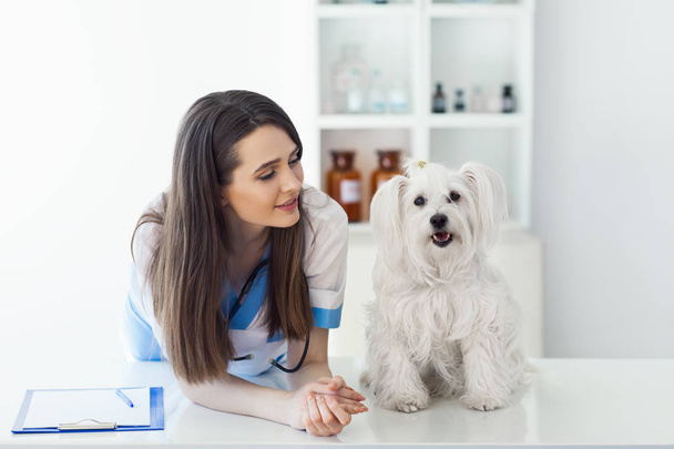 veterinarian doctor and cute white dog - Foto, afbeelding