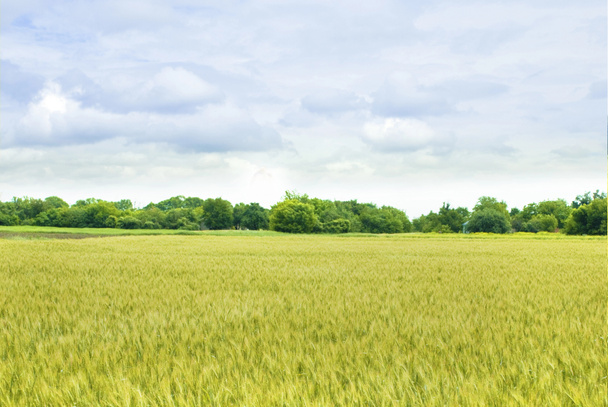 Yellow field of wheat - Photo, Image