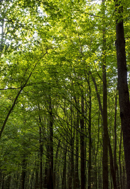 Zdjęcia starych drzew w lesie zielony - Zdjęcie, obraz