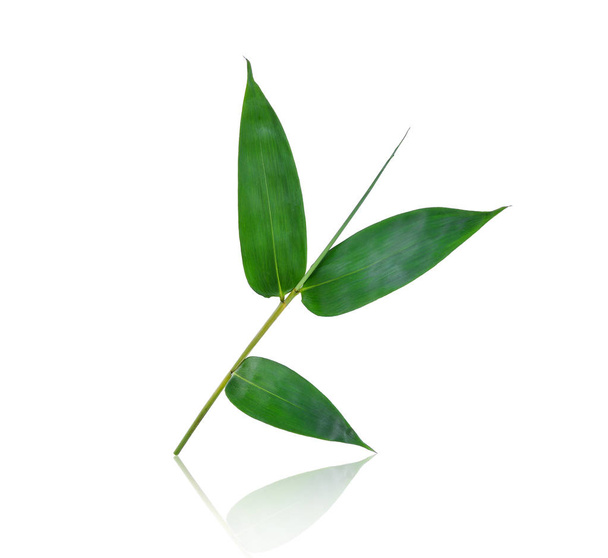 folha de bambu verde com sombra isolada sobre fundo branco
 - Foto, Imagem