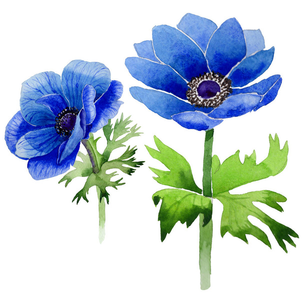 Wildflower Anemone flower in a watercolor style isolated. - Photo, Image