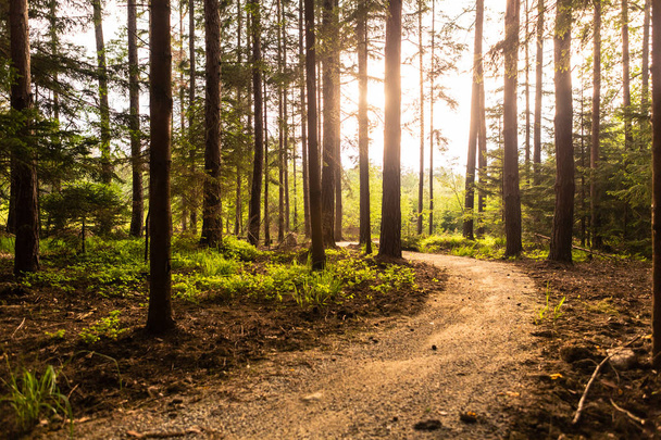 Gyalogos útvonal és naplemente beadutiful erdőben - Fotó, kép