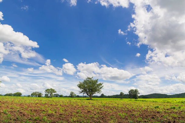 Yksinäinen puu Natural Green Grass Field alla pilvinen sininen taivas S
 - Valokuva, kuva