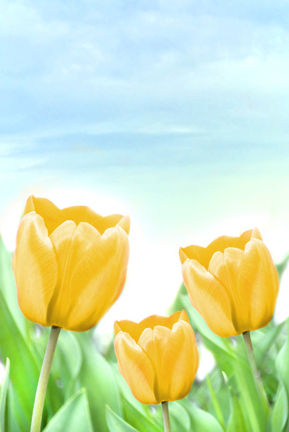 sárga tulipánok - Fotó, kép