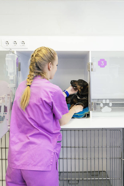 Veterinarian doctor hugging a beautiful dog. - Photo, image