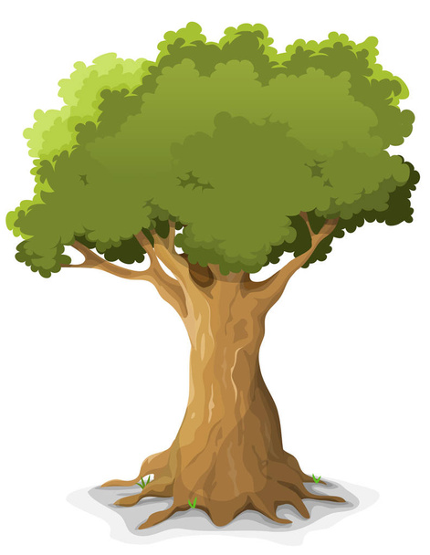 Cartoon big oak green tree isolated on white background - Vector, Image