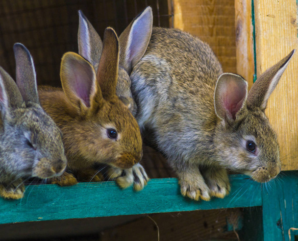 Pequenos coelhos. coelho na gaiola da fazenda ou hutch. Coelhos reprodutores c
 - Foto, Imagem