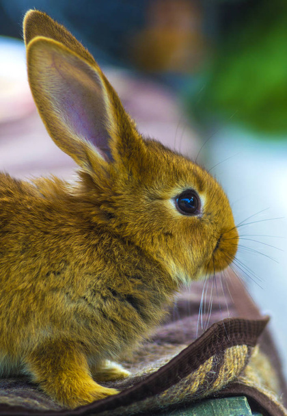 little rabbits. rabbit in farm cage or hutch. Breeding rabbits c - Photo, Image