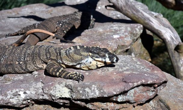 lagarto grande en Australia
 - Foto, Imagen