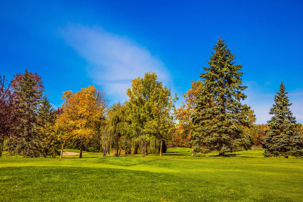 Green grass field with trees  - Photo, image