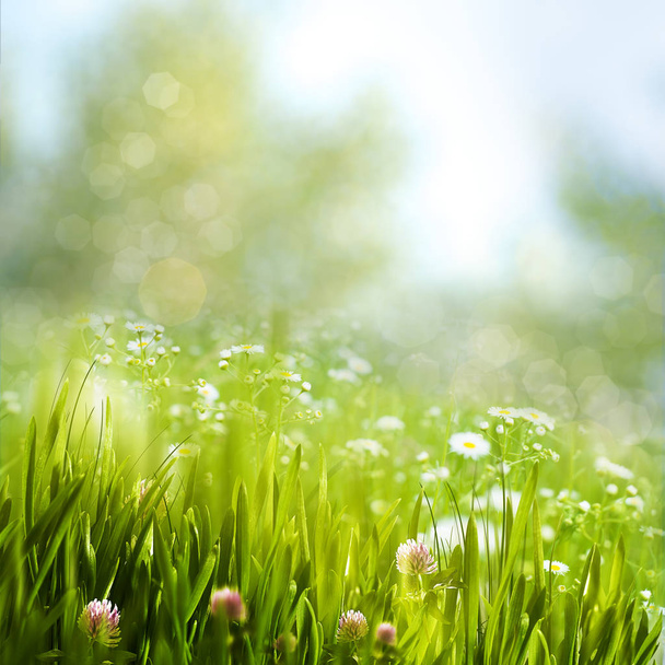 flores de margarita y hierba verde exuberante
 - Foto, imagen