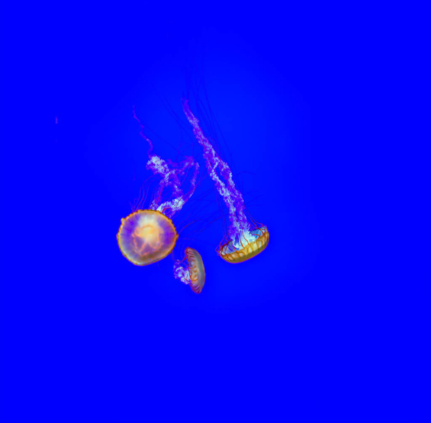 Jellyfishes in blue water - Φωτογραφία, εικόνα