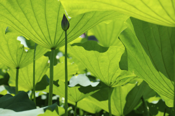 Green Lotus leaves - 写真・画像