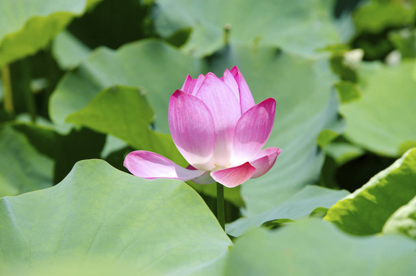 Beautiful Lotus flower - Zdjęcie, obraz
