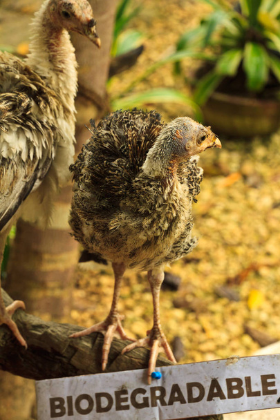 schönes Huhn genießt biologisch abbaubares Essen - Foto, Bild