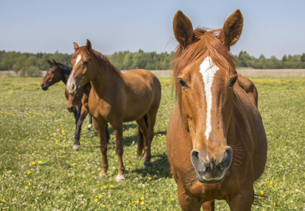 chevaux sur une vue sur le champ
 - Photo, image
