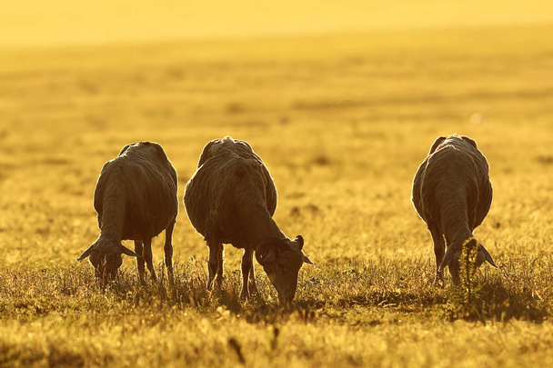 herd of sheep grazing at dawn - Photo, Image