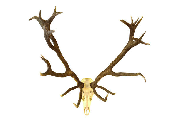 huge red deer buck hunting trophy - Photo, Image