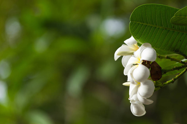 Λευκό plumeria στο δέντρο plumeria, - Φωτογραφία, εικόνα