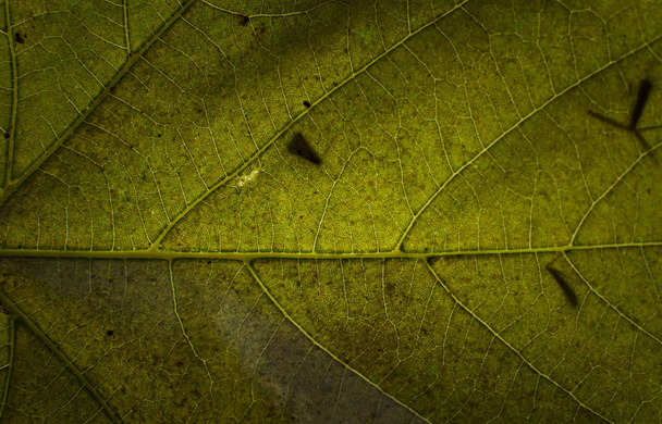 Yeşil yaprak, doku arka plan - Fotoğraf, Görsel