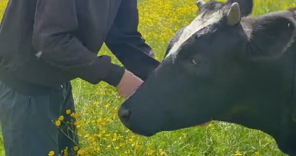 Junger Mann streichelt eine Kuh auf dem Feld. - Filmmaterial, Video