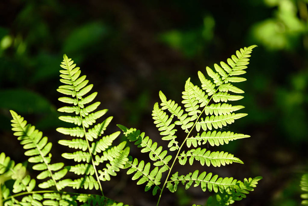 View on green Fern leaves under sunlight in the woods.  - Photo, Image