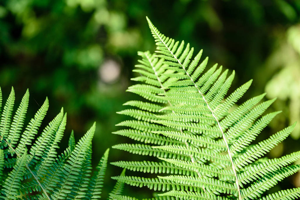 Вид на зеленые листья папоротника под солнечным светом в лесу
.  - Фото, изображение