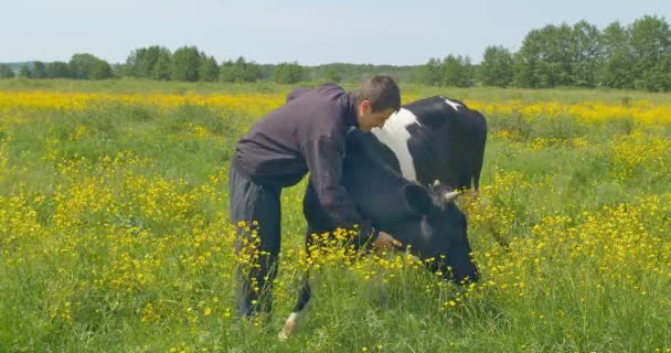 Молодой человек гладит корову на поле
. - Кадры, видео