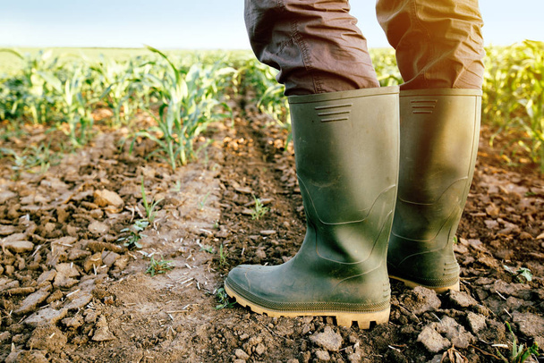 Farmer in rubber boots standing in corn field - Фото, изображение