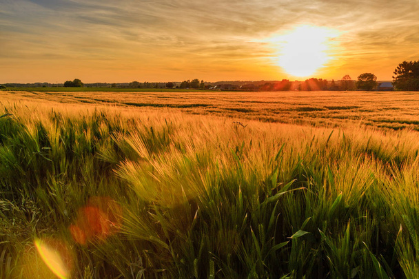 Campo de trigo puesta de sol con lente
 - Foto, imagen
