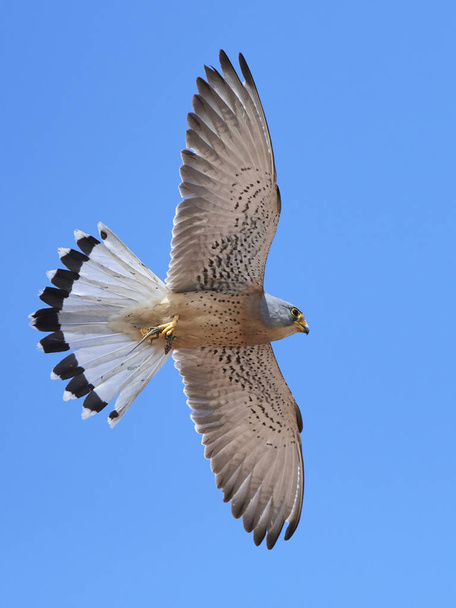 Kleine torenvalk (Falco naumanni) - Foto, afbeelding