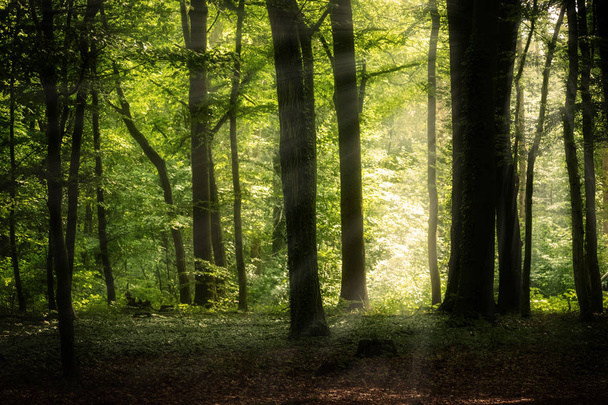 sunny deciduous forest in summer with book trees and sunrays, natural landscape background with copy space - Fotó, kép