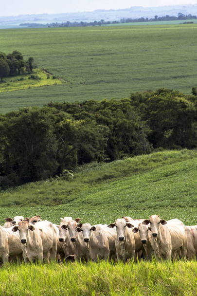 Herd of Nelore cattle grazing in a pasture - Foto, imagen