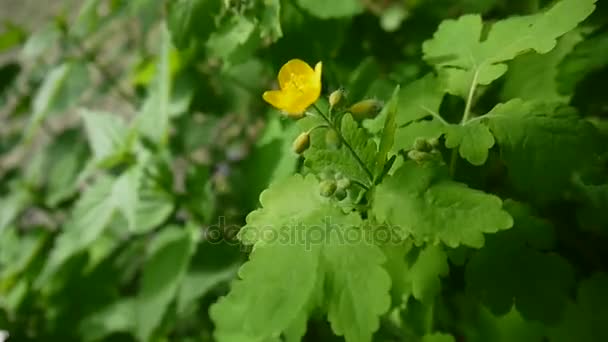 Chelidonium majus. Nadýchané žlutý květ Vlaštovičník na rozostřeného pozadí na jaře. Statická kamera Hd video záznam. - Záběry, video