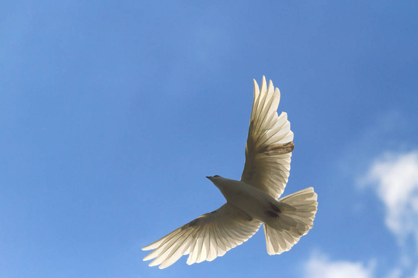 free bird flies on a blue sky - Photo, Image