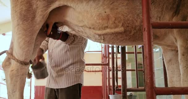 Farmář dojení krávy v rodinné farmy zvířat v Ranch - Záběry, video