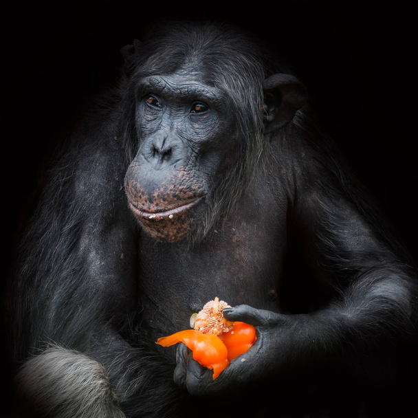 チンパンジーの肖像画は黒い背景のパプリカを食べてクローズ アップ - 写真・画像