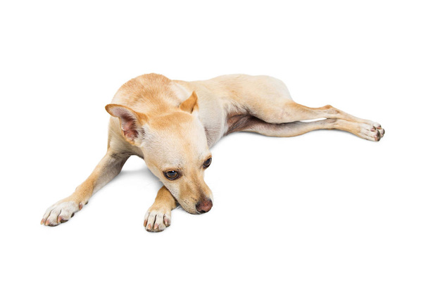 Small mixed breed dog - Fotó, kép