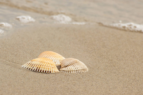 Морские ракушки на пляже по морю, летом и концепция отдыха
 - Фото, изображение