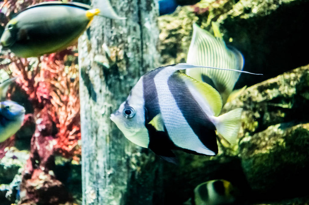 Barevné ryby v podvodní  - Fotografie, Obrázek