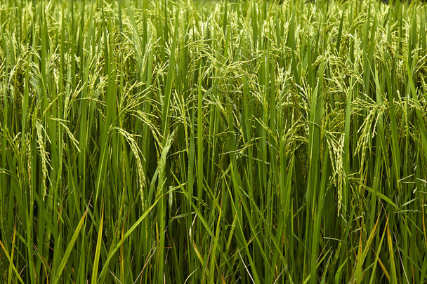 campo de arroz de jazmín
 - Foto, imagen