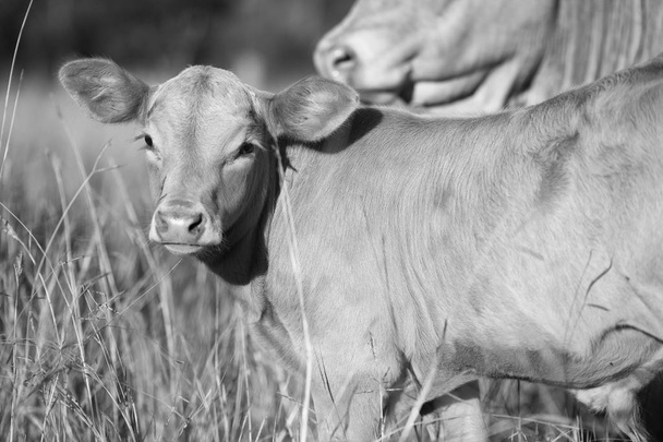Country Cow in the farm  - Foto, Bild