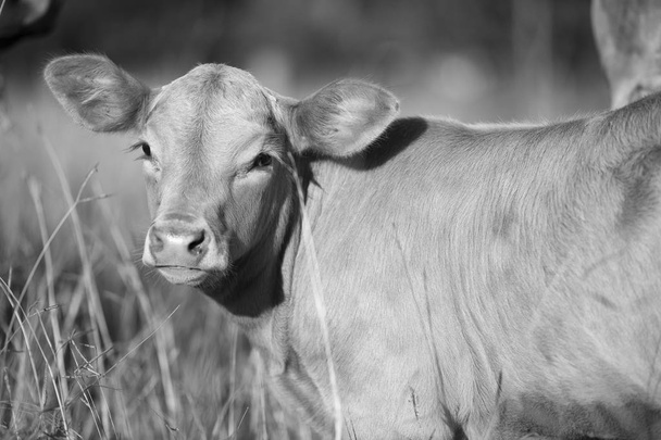 Country Cow in the farm  - Photo, image